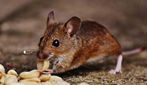 24 Hour & Emergency Exterminators in Newburg, ND